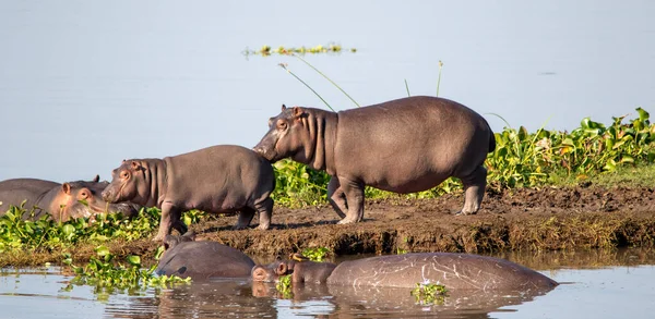 Корова Гіпопотама Телятою Малому Острові Річці Летаба Національному Парку Крюгер — стокове фото