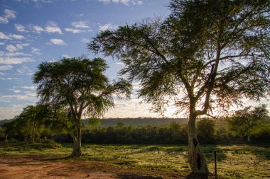 Güney Afrika 'daki Kruger Ulusal Parkı' ndaki Letaba nehrinin kıyısında humma ağaçları