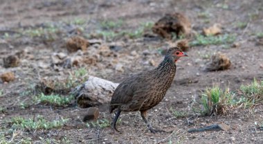 Swainson 'ın kümes hayvanı vahşi doğada izole edilmiş.
