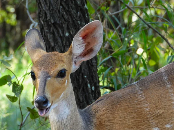 Nyala Calf Forages African Bush — Stock Photo, Image