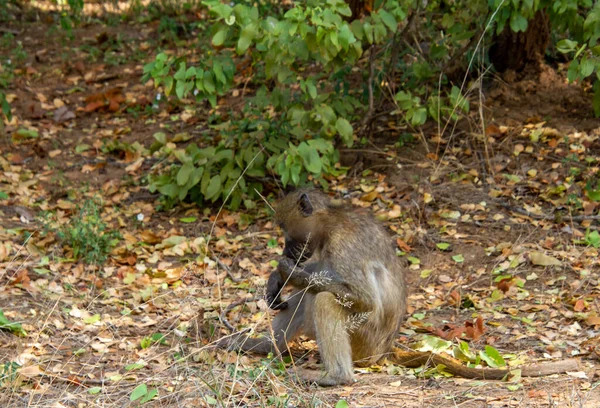 Juvenile Chacma Baboon Foraging Wild — Stock Photo, Image