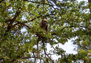 Genç Chacma babunu vahşi doğada yiyecek arıyor.