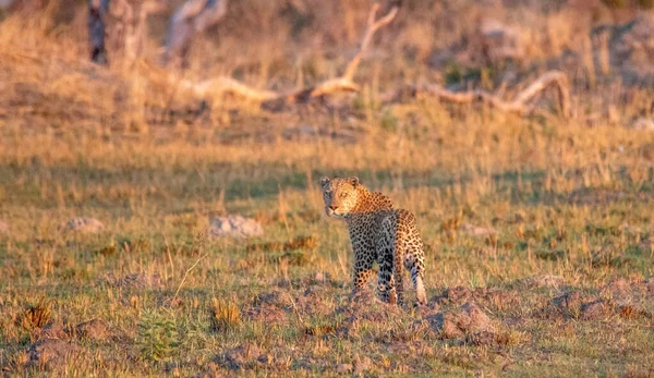 Leopardo Uma Planície África Cenário Paisagem — Fotografia de Stock