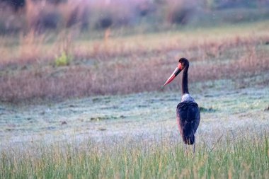 Eyer gagalı leylek Botsvana 'daki Okavango Delta sulak arazisinde izole edilmiş.