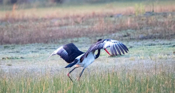 Sadelnäbbad Stork Isolerad Okavango Delta Våtmark Botswana — Stockfoto