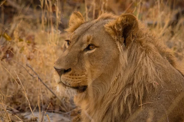 Портрет Африканского Льва — стоковое фото