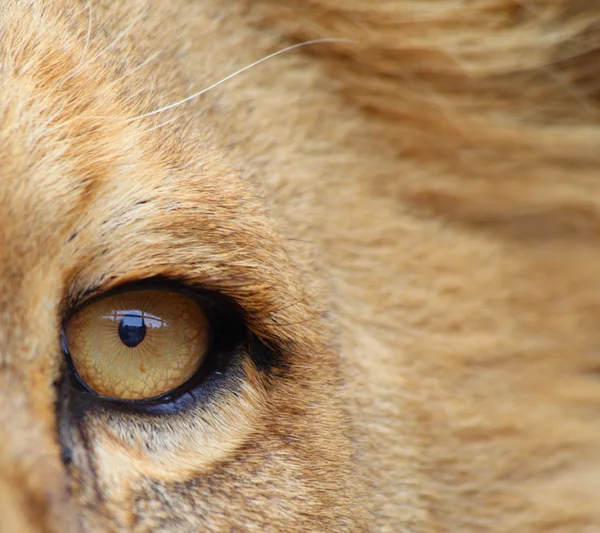 Oog van een leeuw — Stockfoto
