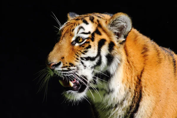 Tiger öga Royaltyfria Stockfoton