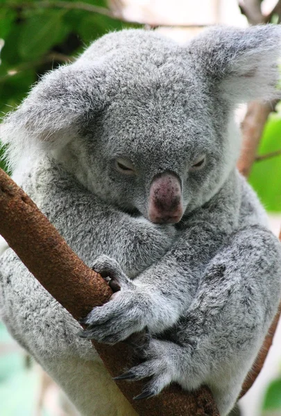Sovande koala Stockfoto