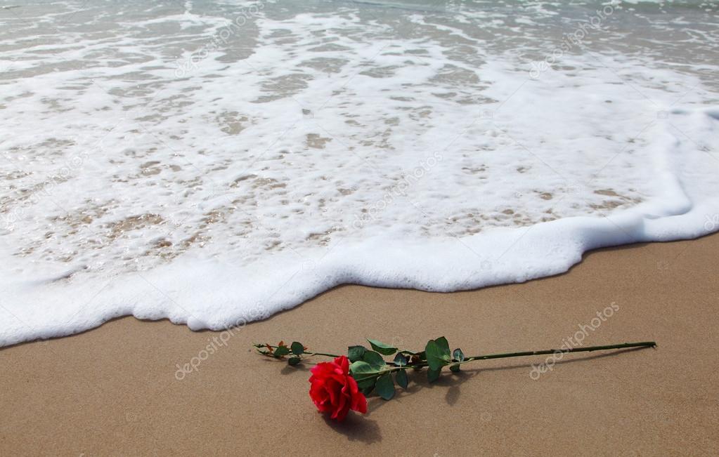 Red rose on a beach