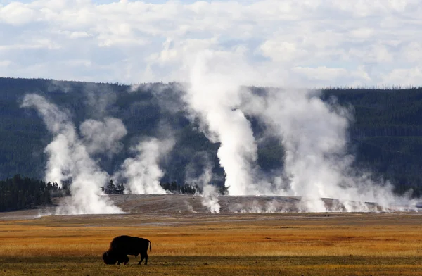 Géiser en el parque nacional de Yellowstone, wyoming —  Fotos de Stock