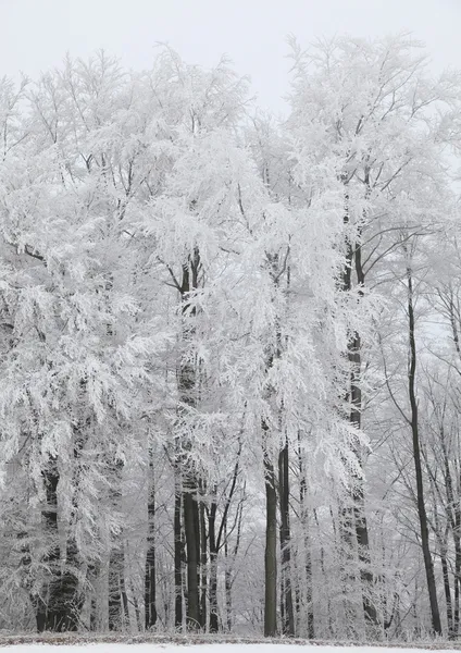 Arbres d'hiver avec neige — Photo