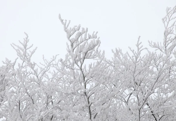 Зимние деревья со снегом — стоковое фото