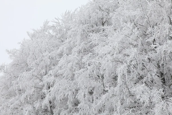 Arbres d'hiver avec neige — Photo