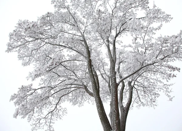 Arbre d'hiver avec neige — Photo