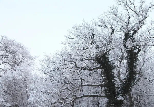 Arbres d'hiver avec neige — Photo