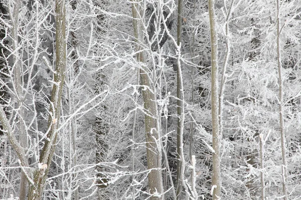 Arbres d'hiver avec neige — Photo