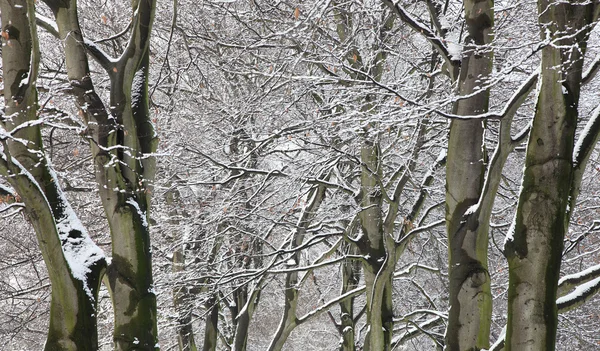 Vinterträd med snö Stockbild