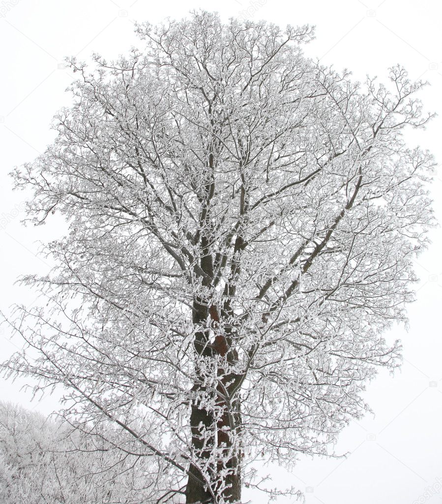 Winter Trees with Snow