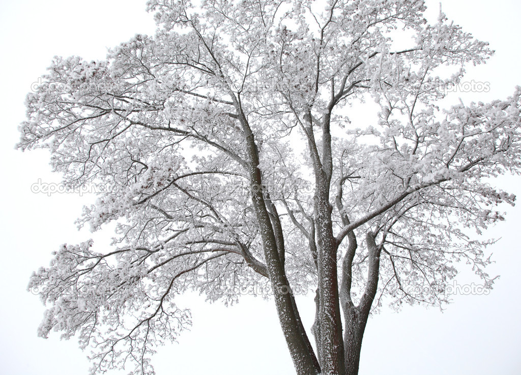 Winter Tree with Snow