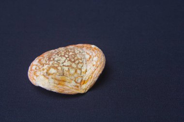 Kurutulmuş kırmızı sinek mantarı. Sinek agarikleriyle tedavi