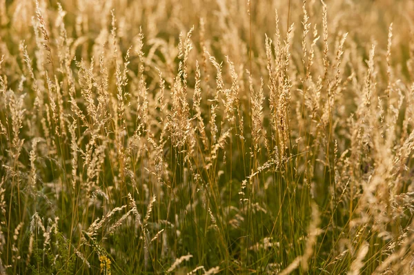 Campo di erba — Foto Stock