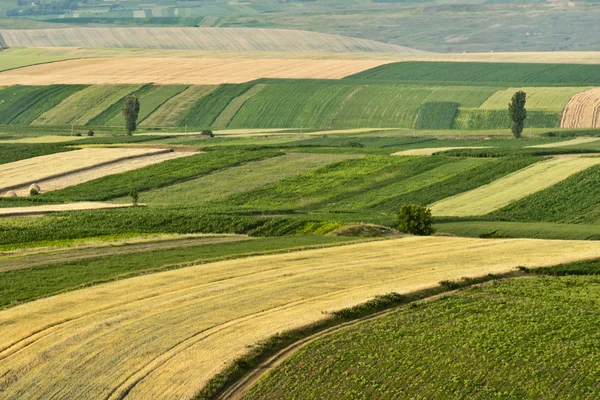 Cultivated fields during summer time Stockafbeelding