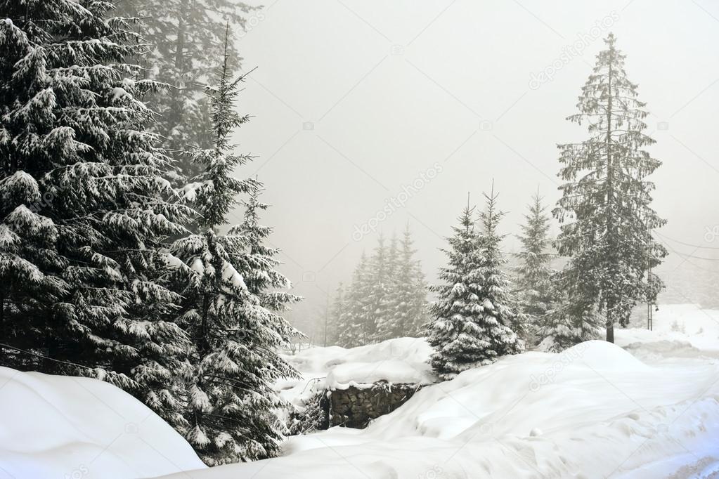 winter landscape scenery with flat county and woods