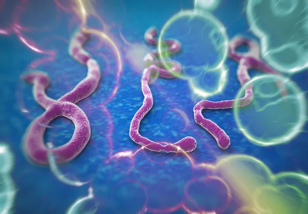 Ebola virus — Stock fotografie