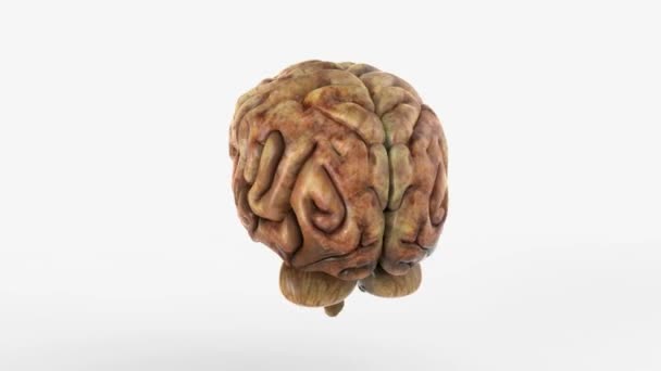 Mozek s bílým pozadím — Stock video