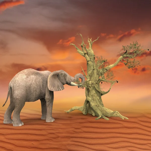 코끼리 복고풍 사진 효과 — 스톡 사진