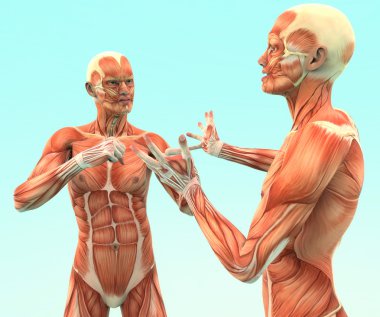Human Anatomy clipart
