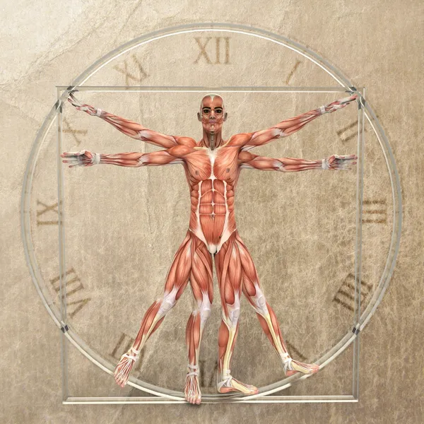 Vitruvian Man — Stock fotografie