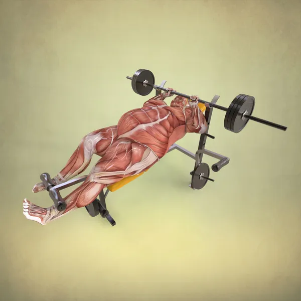 Menschliche Anatomie beim Heben von Gewichten — Stockfoto