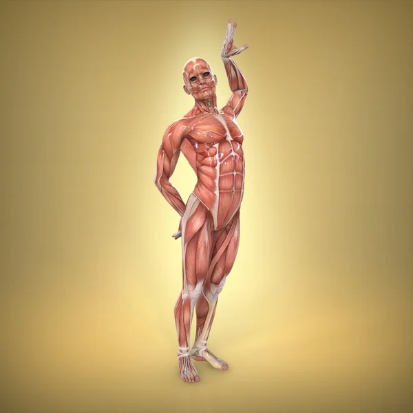 Mänsklig anatomi — Stockfoto