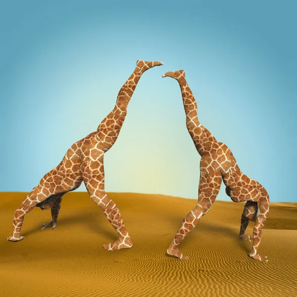 Girafes et contexte — Photo