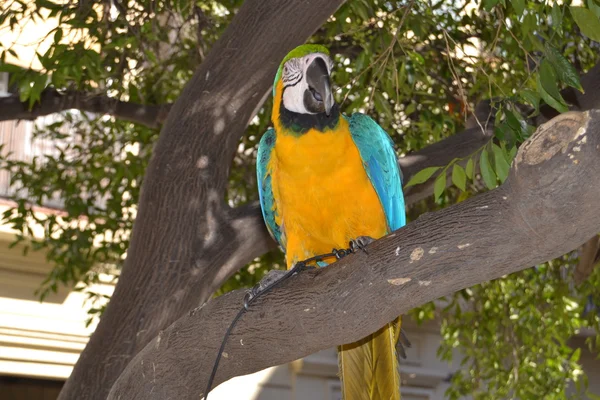 Loro guacamayo con plumas amarillas y azules en el zoológico —  Fotos de Stock