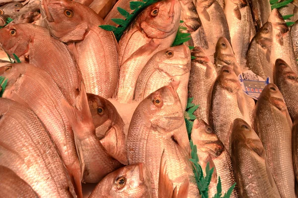 Frischer Fisch — Stockfoto