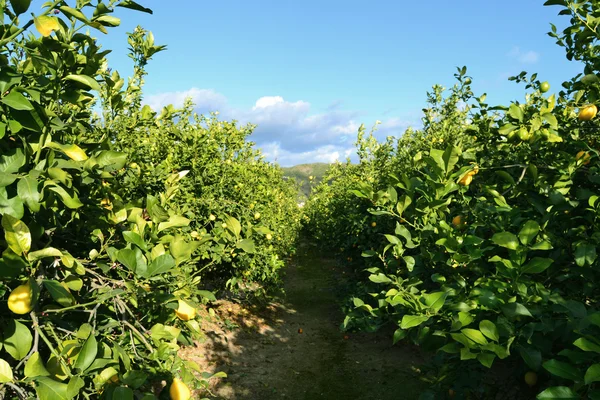 Árbol de limón plantación — Foto de Stock