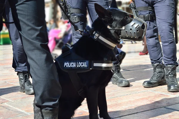Policía perro — Foto de Stock