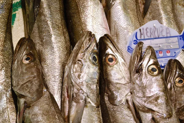 Mediterrane heek — Stockfoto