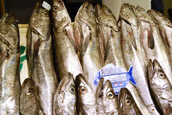 Mediterranean hake — Stock Photo, Image
