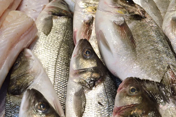 Peixe do robalo — Fotografia de Stock