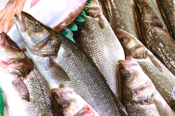 Peixe do robalo — Fotografia de Stock