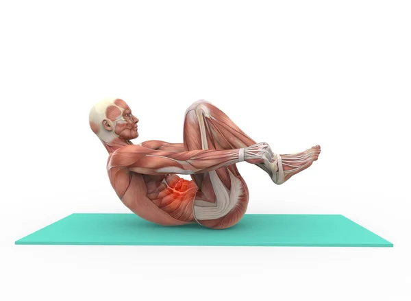 Anatomy and abdominal — Stock Photo, Image