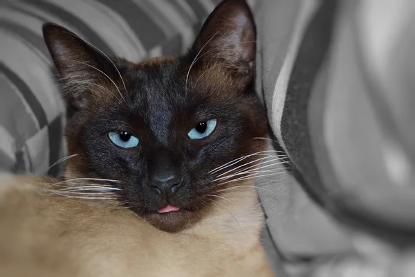 Siamese katt — Stockfoto