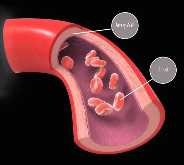 Arteria coronaria normal — Archivo Imágenes Vectoriales