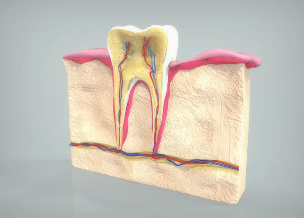 Секция зубов — стоковое фото