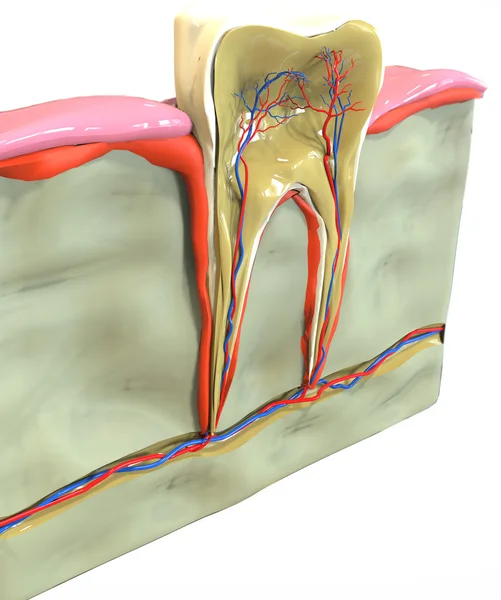Tand avsnitt — Stockfoto