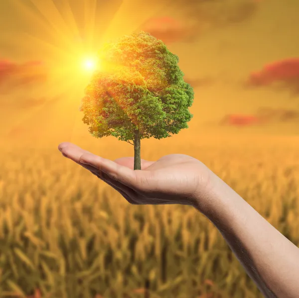 Baum in der Hand auf dem Feld — Stockfoto